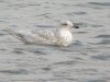 Herring Gull at Wat Tyler Country Park (Steve Arlow) (86996 bytes)